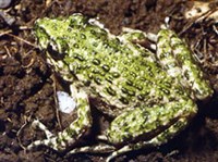 КРЕСТОВКИ (Пятнистая крестовка)