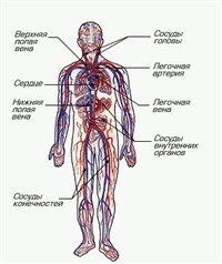 КРОВЕНОСНАЯ СИСТЕМА