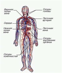 КРОВЕНОСНАЯ СИСТЕМА (человека)