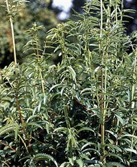 КРОВОХЛЕБКА ЛЕКАРСТВЕННАЯ