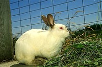 КРОЛИК (калифорнийский)