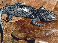 КРОТОВИДНАЯ АМБИСТОМА (Ambystoma talpoideum)