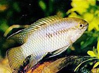 КРУГЛОГОЛОВАЯ АКАРА (Laetacara curviceps)