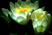 КУВШИНКА (цветки)