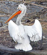 КУДРЯВЫЙ ПЕЛИКАН (Pelecanidae crispus)