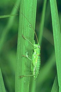 КУЗНЕЧИКОВЫЕ (личинка кузнечика)