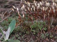 КУКУШКИН ЛЕН