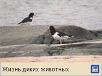 КУЛИК-СОРОКА