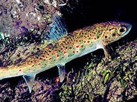 КУМЖА (Кумжа)