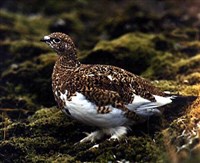 КУРОПАТКИ (белая куропатка в период линьки)