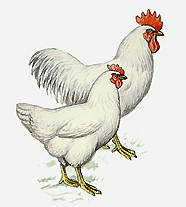 КУРЫ (порода плимутрок)