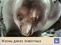 КУСКУС (видео)