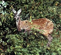 Кабарга (самка)