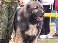 Кавказская овчарка
