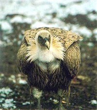 Кавказский улар (Tetraogallus caucasicus)