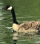 Казарки (канадская казарка с выводком)