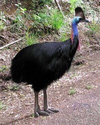 Казуаровые птицы (Шлемоносый казуар)