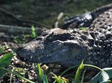 Кайманы (Широкомордый кайман)