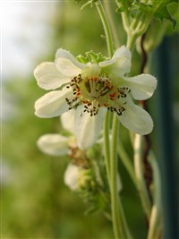 Кайофора кирпично-красная – Caiophora lateritia Benth. (1)