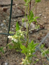 Кайофора кирпично-красная – Caiophora lateritia Benth. (2)