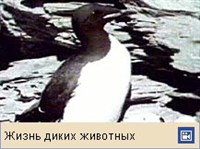 Кайры (видео)