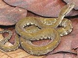 Кайсака (Bothrops atrox)