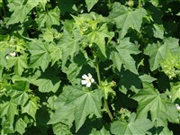 Кайтебела виноградолистная – Kitaibela vitifolia Willd.