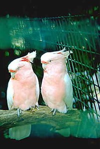 Какаду Митчелла