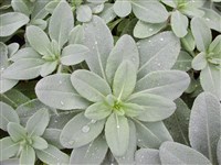 Какциния щетинистая – Caccinia strigosa Boiss.