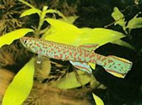 Калабарский афиосемион (Aphyosemion calabaricum)