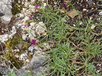 Каландриния зонтичная – Calandrinia umbellata (Ruiz & Pav.) DC.