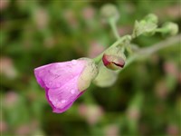 Каландриния крупноцветковая – Calandrinia grandiflora Lindl.