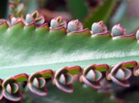 Каланхоэ (выводковые почки)