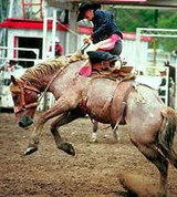 Калгари (ковбойское состязание)