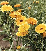 Календула лекарственная