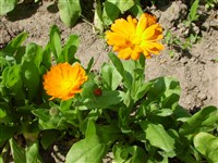 Календула лекарственная – Calendula officinalis L.