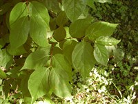 Каликантус плодовитый – Calycanthus fertilis Walter.