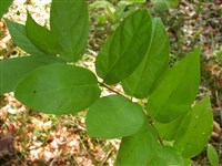 Каликантус цветущий – Calycanthus floridus L.