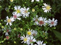 Калимерис надрезанный – Kalimeris incisa (Fisch.) D.C.