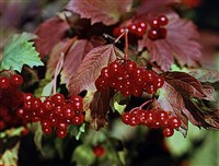 Калина [кулинария]