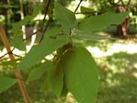Калина Вича – Viburnum veitchii C.H.Wright.