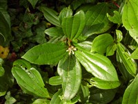 Калина Давида – Viburnum davidii Franch.