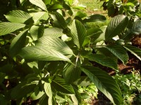 Калина Зибольда – Viburnum sieboldii Miq.