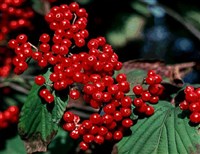 Калина Райта – Viburnum wrightii Miq.
