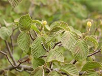 Калина Саржента – Viburnum sargentii Koehne.