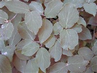 Калина Юдда – Viburnum x juddii Rehd.