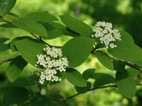 Калина буреинская, бурятская – Viburnum burejaeticum Reg.et Herd. (1)