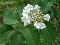 Калина вильчатая – Viburnum furcatum Bl.