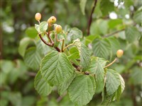 Калина волосистожилковая – Viburnum phlebotrichum Sieb.et Zucc. (1)
