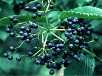 Калина зубчатая – Viburnum dentatum L. (1)